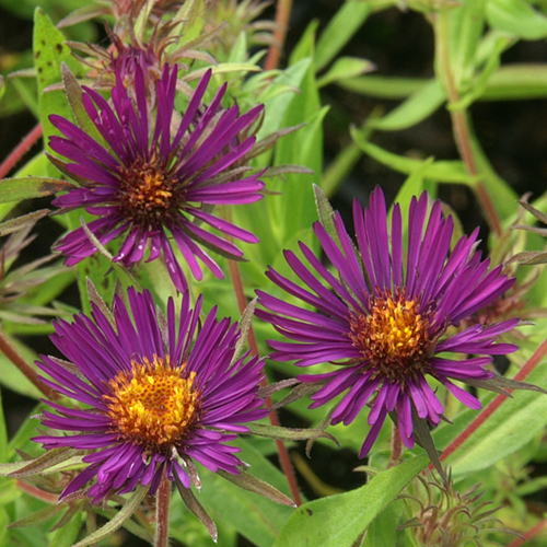 ASTER na 'Marina Wolkonsky' ASTER na 'Marina Wolkonsky'