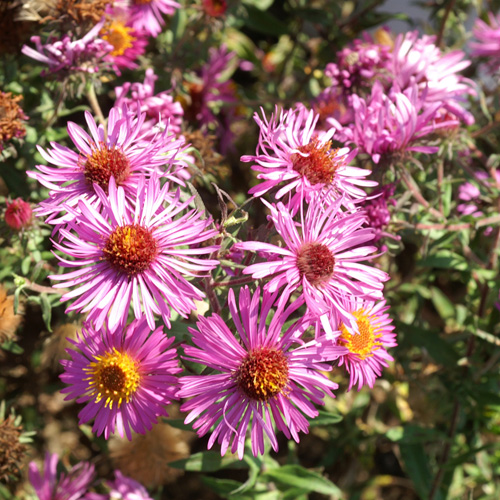 ASTER na 'Septemberrubin' ASTER na 'Septemberrubin'