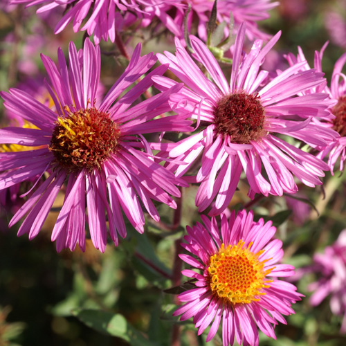ASTER na 'Septemberrubin' ASTER na 'Septemberrubin'