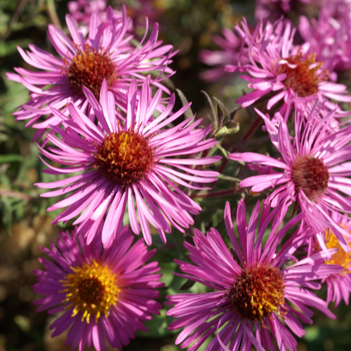 ASTER na 'Septemberrubin' ASTER na 'Septemberrubin'