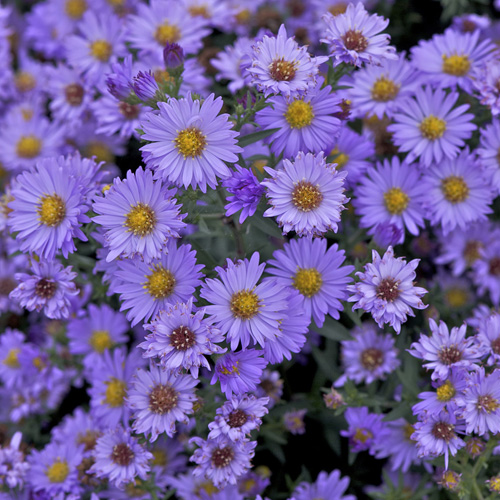 ASTER nb 'Audrey' ASTER nb 'Audrey'