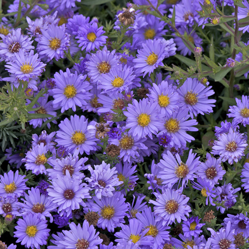 ASTER nb 'Audrey' ASTER nb 'Audrey'