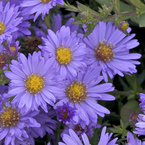 ASTER nb 'Audrey' ASTER nb 'Audrey'