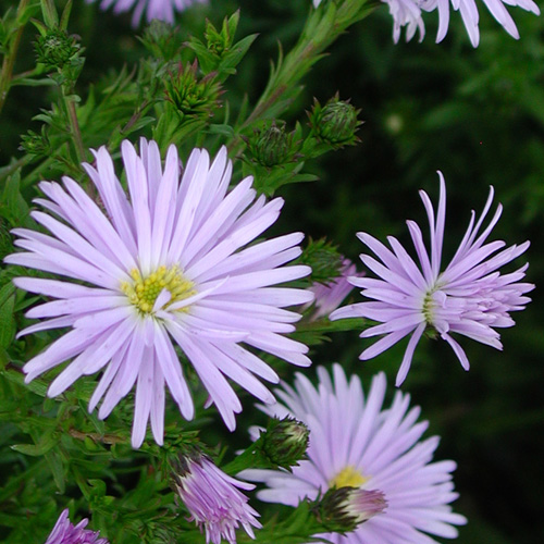 ASTER nb 'Blue Radiance' ASTER nb 'Blue Radiance'