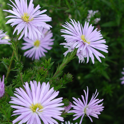 ASTER nb 'Blue Radiance' ASTER nb 'Blue Radiance'