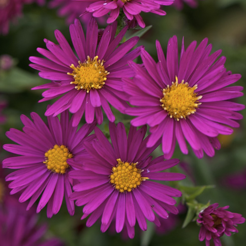 ASTER nb 'Crimson Brocade' ASTER nb 'Crimson Brocade'