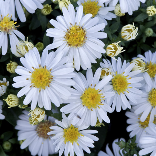 ASTER 'Niobe' (Dumosus Group) ASTER 'Niobe' (Dumosus Group)