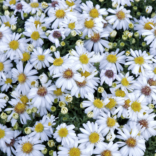 ASTER 'Niobe' (Dumosus Group) ASTER 'Niobe' (Dumosus Group)