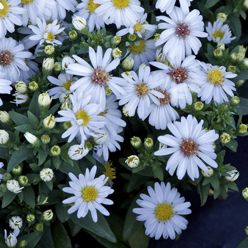 ASTER 'Niobe' (Dumosus Group) ASTER 'Niobe' (Dumosus Group)