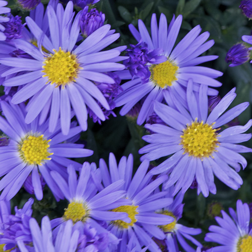 ASTER 'Prof. Anton Kippenberg' (Dumosus Group) ASTER 'Prof. Anton Kippenberg' (Dumosus Group)
