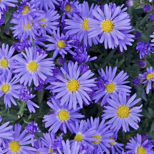 ASTER 'Prof. Anton Kippenberg' (Dumosus Group) ASTER 'Prof. Anton Kippenberg' (Dumosus Group)