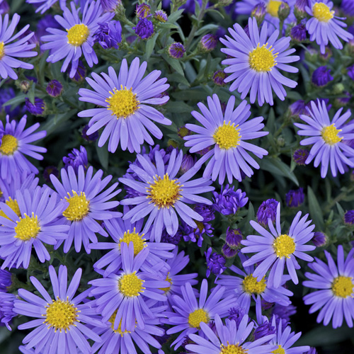 ASTER 'Prof. Anton Kippenberg' (Dumosus Group) ASTER 'Prof. Anton Kippenberg' (Dumosus Group)