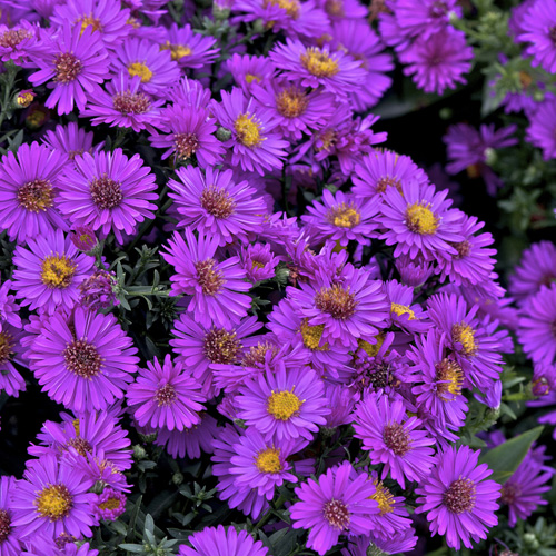 ASTER 'Starlight' (Dumosus Group) ASTER 'Starlight' (Dumosus Group)