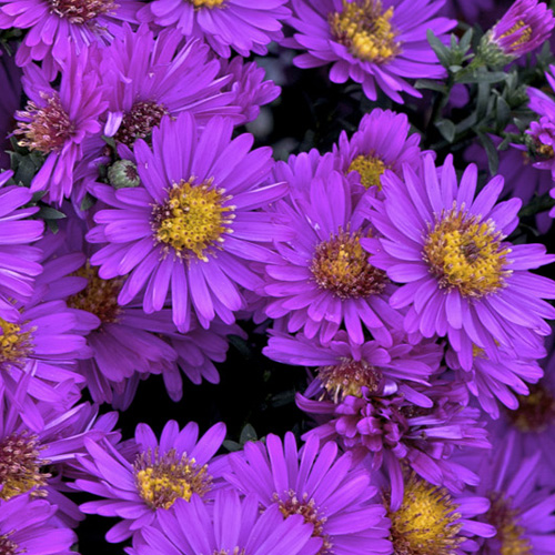 ASTER 'Starlight' (Dumosus Group) ASTER 'Starlight' (Dumosus Group)