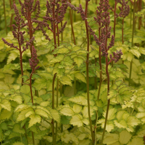 ASTILBE 'Beauty of Lisse' (Color Flash Lime) ASTILBE 'Beauty of Lisse' (Color Flash Lime)