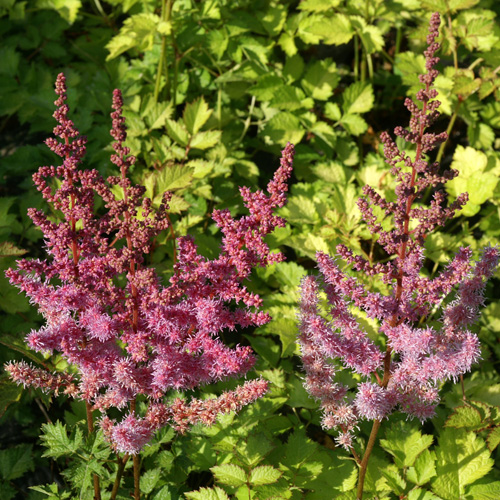 ASTILBE 'Beauty of Lisse' (Color Flash Lime)