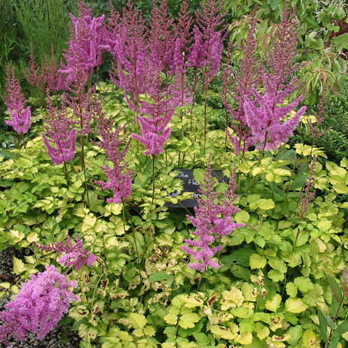 ASTILBE 'Beauty of Lisse' (Color Flash Lime)