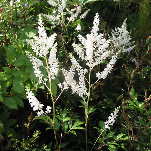 ASTILBE 'Gladstone' (Japonica Group) ASTILBE 'Gladstone' (Japonica Group)