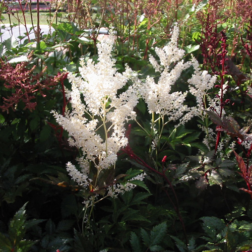 ASTILBE 'Gladstone' (Japonica Group) ASTILBE 'Gladstone' (Japonica Group)