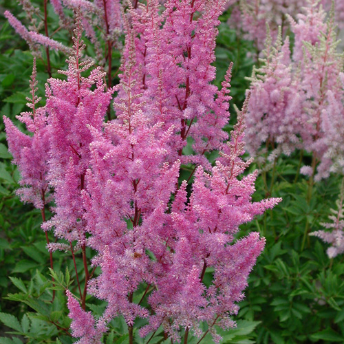 ASTILBE 'Hyazinth'(Arendsii Group)
