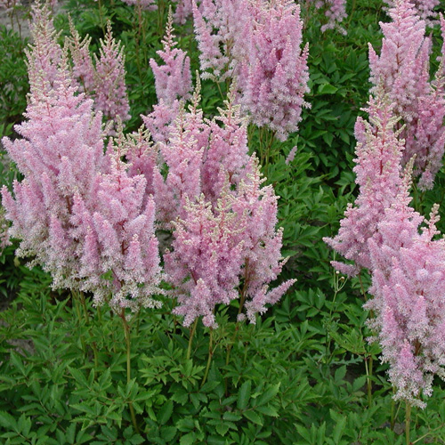 ASTILBE 'Junon' (Japonica Group) ASTILBE 'Junon' (Japonica Group)