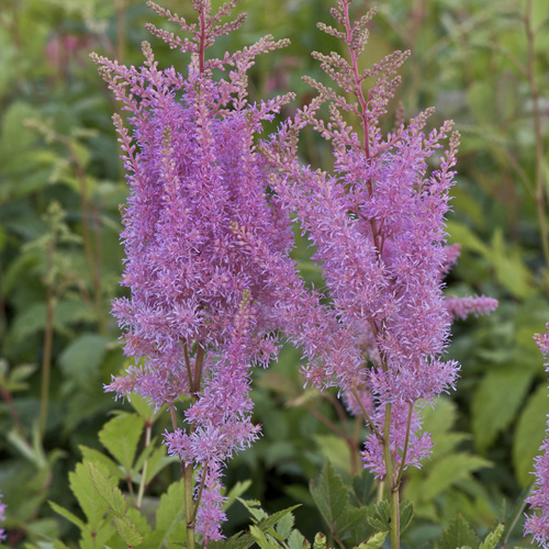 ASTILBE 'Junon' (Japonica Group) ASTILBE 'Junon' (Japonica Group)