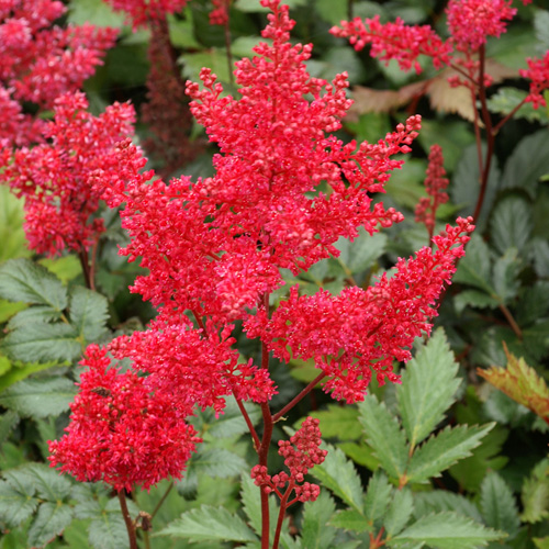 ASTILBE 'Montgomery' (Japonica Group) ASTILBE 'Montgomery' (Japonica Group)