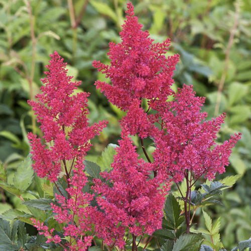 ASTILBE 'Montgomery' (Japonica Group) ASTILBE 'Montgomery' (Japonica Group)