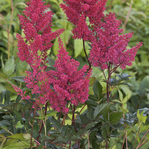 ASTILBE 'Montgomery' (Japonica Group) ASTILBE 'Montgomery' (Japonica Group)