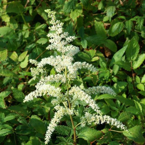 Astilbe 'Prof. van der Wielen' - Van Berkum Nursery