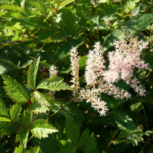 ASTILBE 'Venus' (Arendsii Group) ASTILBE 'Venus' (Arendsii Group)