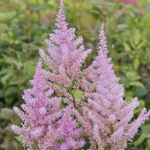ASTILBE 'Venus' (Arendsii Group) ASTILBE 'Venus' (Arendsii Group)