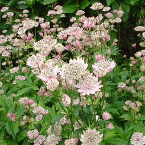 ASTRANTIA 'Buckland' ASTRANTIA 'Buckland'