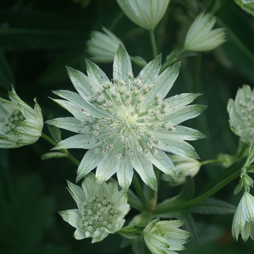 ASTRANTIA major 'Alba' ASTRANTIA major 'Alba'