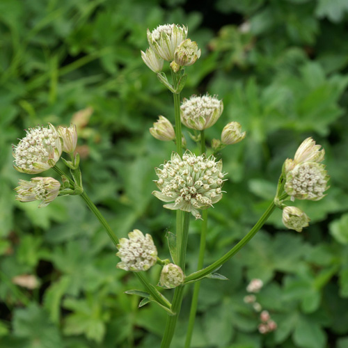 ASTRANTIA major 'Alba' ASTRANTIA major 'Alba'