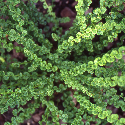ATHYRIUM filix-femina 'Frizelliae' ATHYRIUM filix-femina 'Frizelliae'