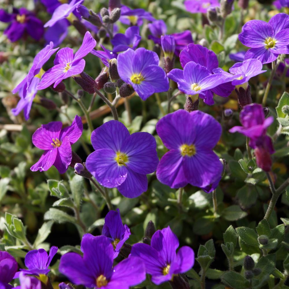 Plantes Vivaces AUBRIETA 'Royal Violet' - Aubriète en vente - Pépinière  Lepage