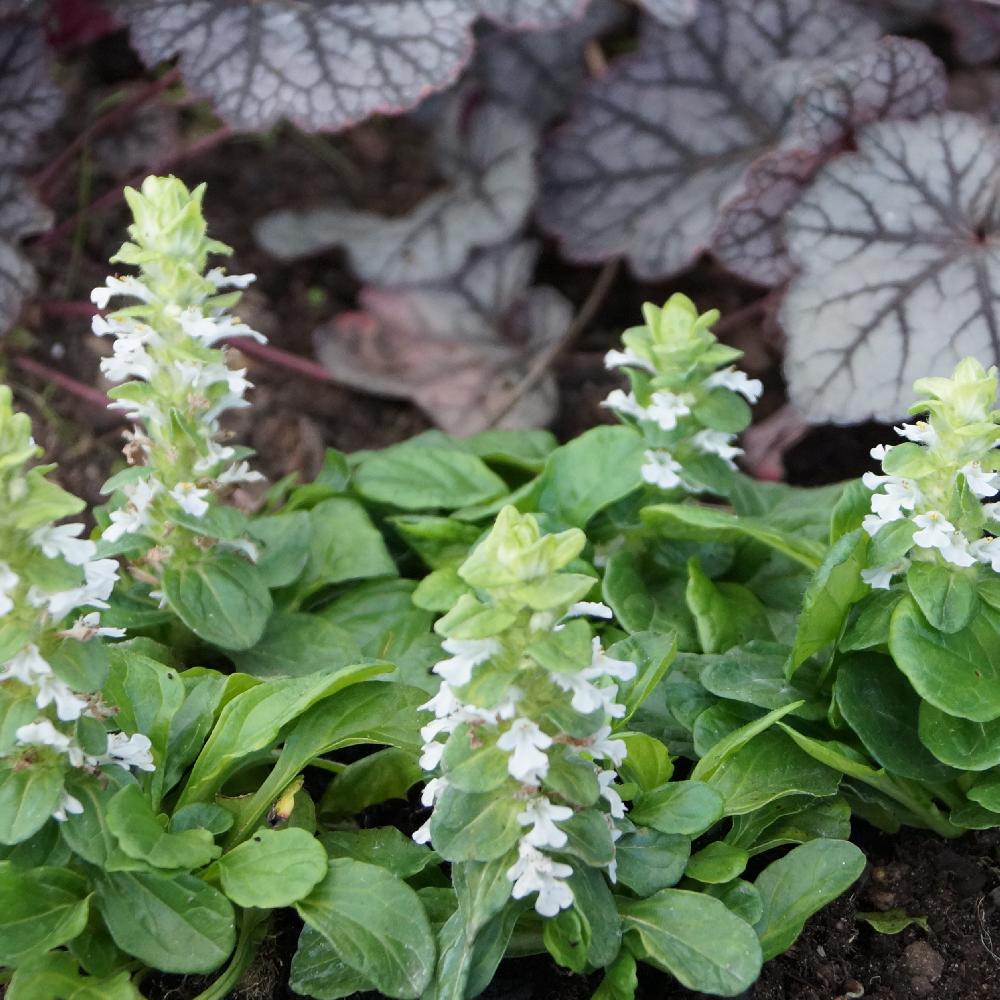 Plantes Vivaces AJUGA reptans 'Alba' - Bugle rampante en vente - Pépinière  Lepage