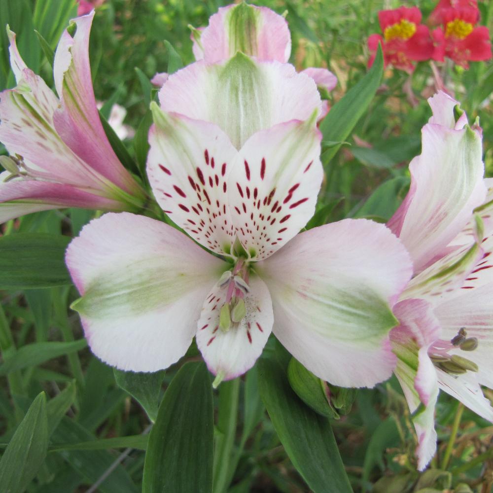 Plantes Vivaces ALSTROEMERIA 'François' - Alstroémère - Lis des incas en  vente - Pépinière Lepage