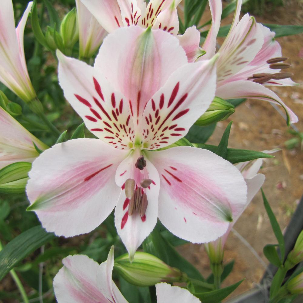 Plantes Vivaces ALSTROEMERIA 'Béatrice' - Alstroémère - Lis des Incas en  vente - Pépinière Lepage