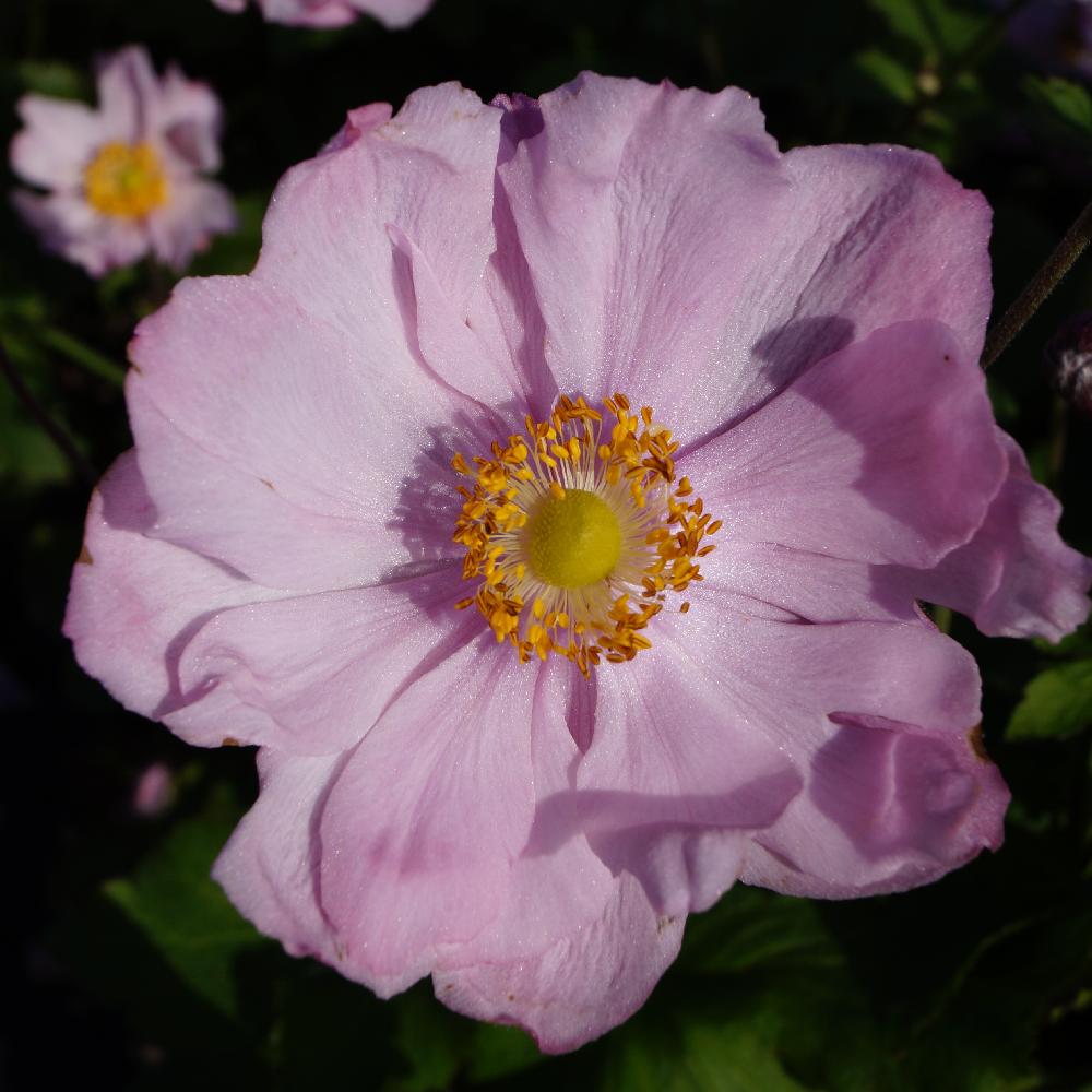 Plantes Vivaces ANEMONE hybrida 'Königin Charlotte' - Anémone du Japon -  Pépinière Lepage