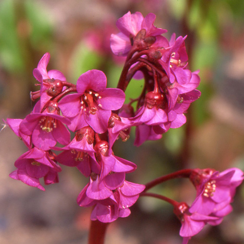 BERGENIA cordifolia 'Eroica' BERGENIA cordifolia 'Eroica'