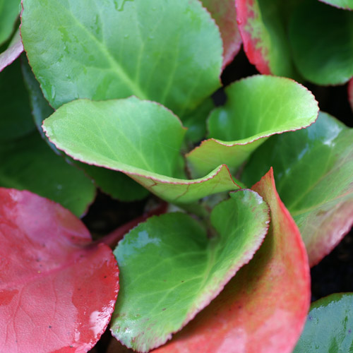 BERGENIA cordifolia 'Eroica' BERGENIA cordifolia 'Eroica'