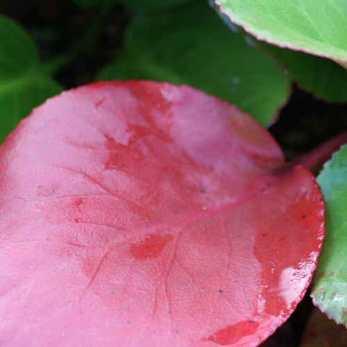 BERGENIA cordifolia 'Eroica' BERGENIA cordifolia 'Eroica'
