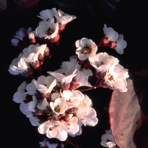 BERGENIA 'Silberlicht' BERGENIA 'Silberlicht'