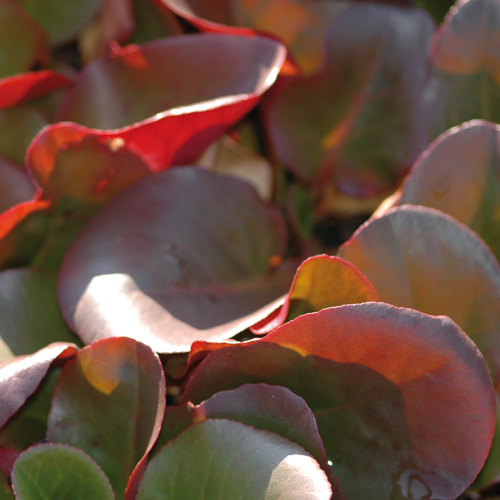 BERGENIA 'Wintermärchen' BERGENIA 'Wintermärchen'