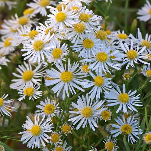 BOLTONIA asteroides var. latisquama BOLTONIA asteroides var. latisquama