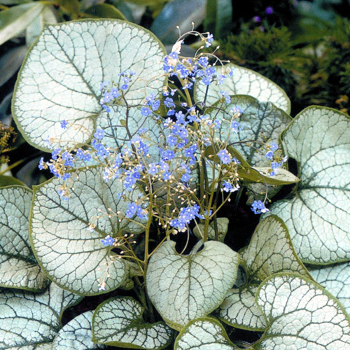 BRUNNERA macrophylla 'Jack Frost' ® BRUNNERA macrophylla 'Jack Frost' ®