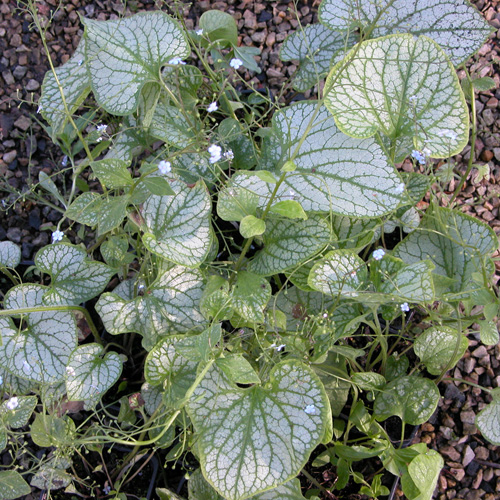 BRUNNERA macrophylla 'Jack Frost' ® BRUNNERA macrophylla 'Jack Frost' ®