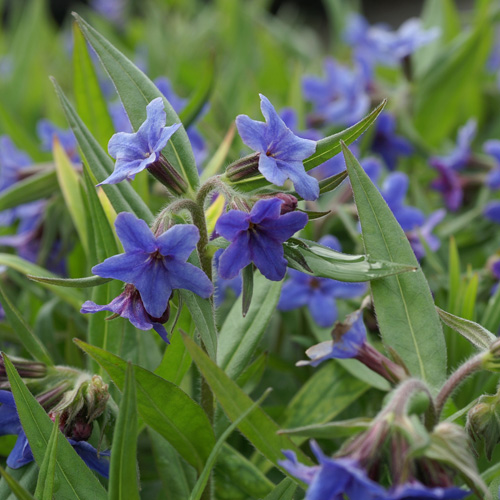 BUGLOSSOIDES purpurocaerulea BUGLOSSOIDES purpurocaerulea